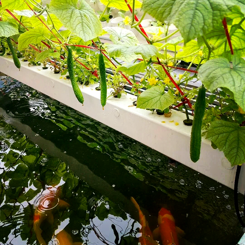 淮安市种植槽鱼菜共生 - 厂家